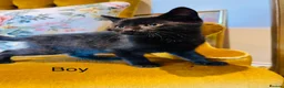 Mixed Breed cats for sale: *READY NOW* 3 Beautiful Black Kittens  - Advert 9