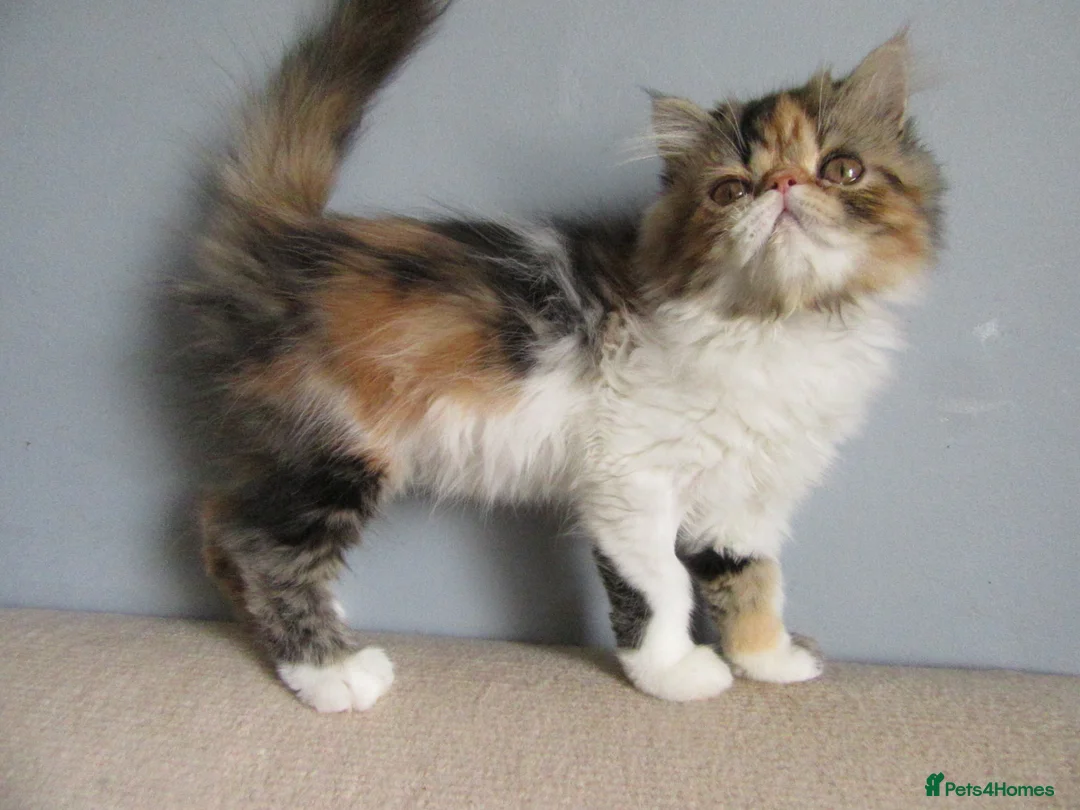 Persian cats for sale: Pedigree Persian female kitten - Advert 2