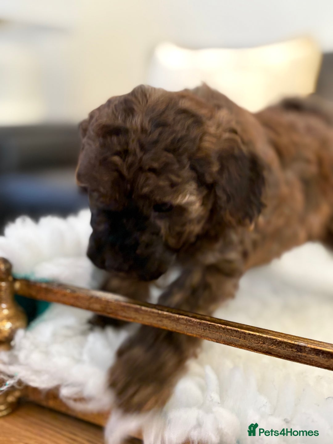 Maltipoo dogs for sale: Gorgeous Maltipoo Puppies  - Advert 16