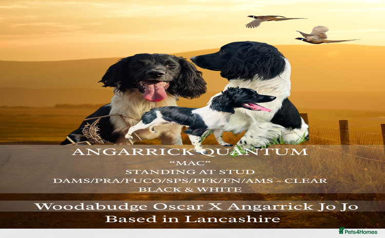 English Springer Spaniel dogs in Leigh - Advert 5