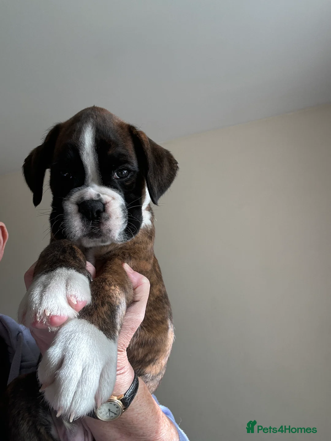 Boxer dogs for sale: Stunning beautifully boys - Advert 2
