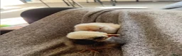 Chickens poultry for sale: Polish chickens 3 day old and two barnyard mixes  in Boldon Colliery - Advert 2