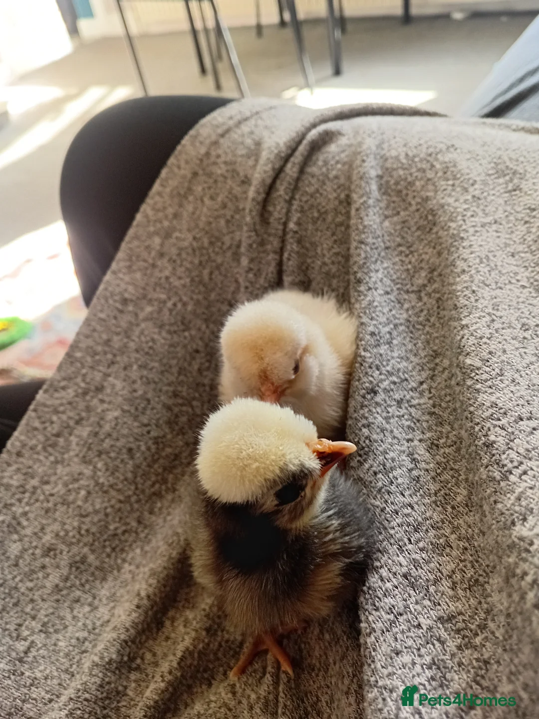 Chickens poultry for sale: Polish chickens 3 day old and two barnyard mixes  in Boldon Colliery - Advert 2