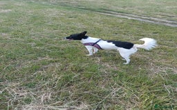 Mixed Breed dogs for adoption: 💖🐶 ELZA 🐶💖 - Image 6