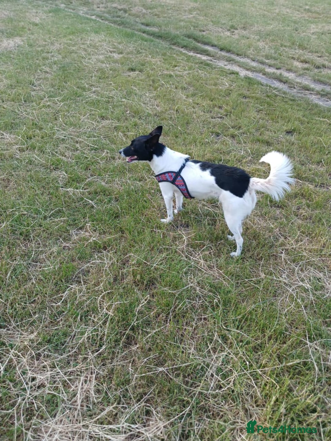Mixed Breed dogs for adoption: 💖🐶 ELZA 🐶💖 - Image 6