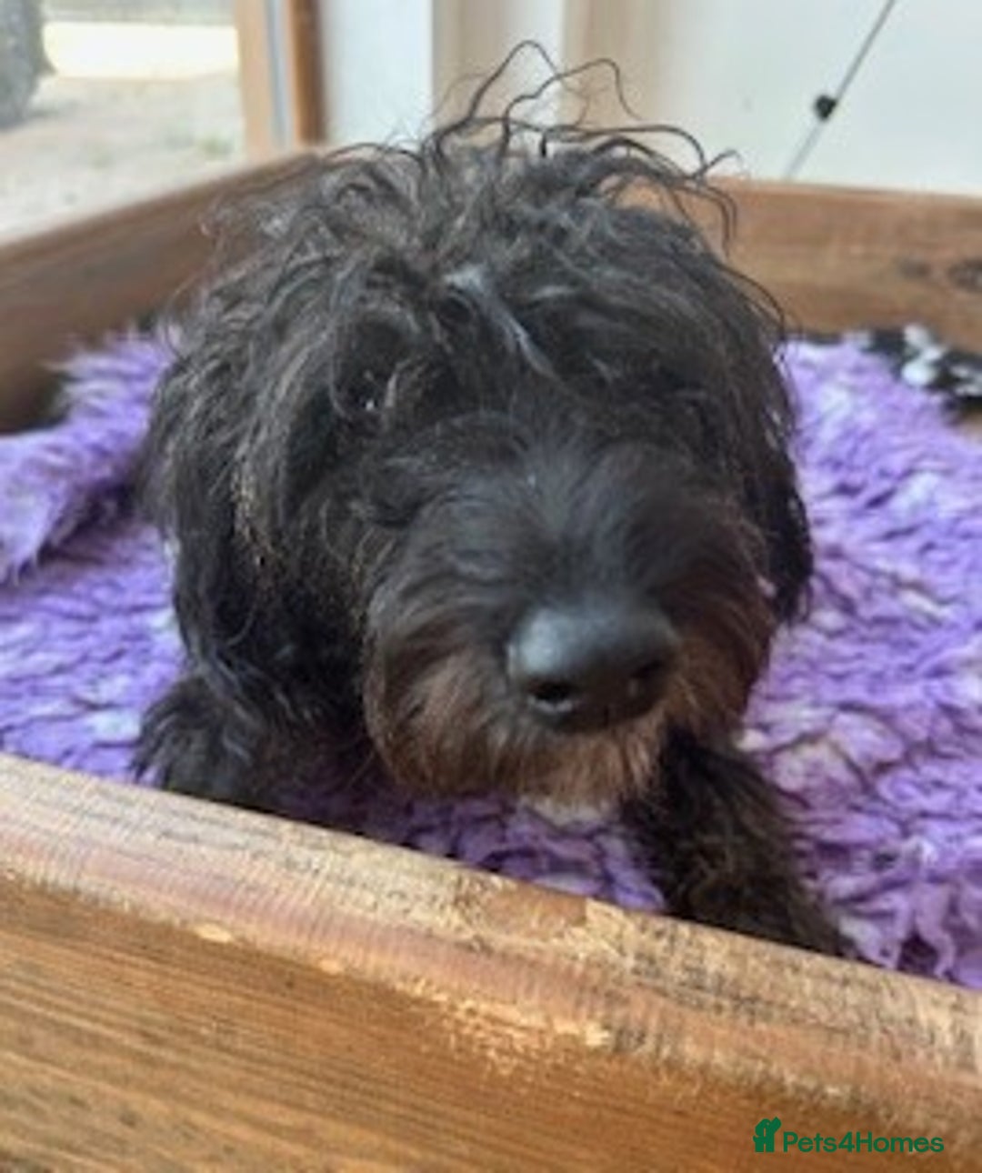 Mixed Breed dogs for sale: Male 8 month miniature Schnoodle - Image 1