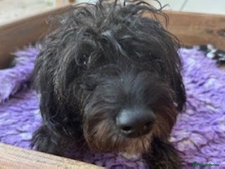 Mixed Breed dogs - Advert 3