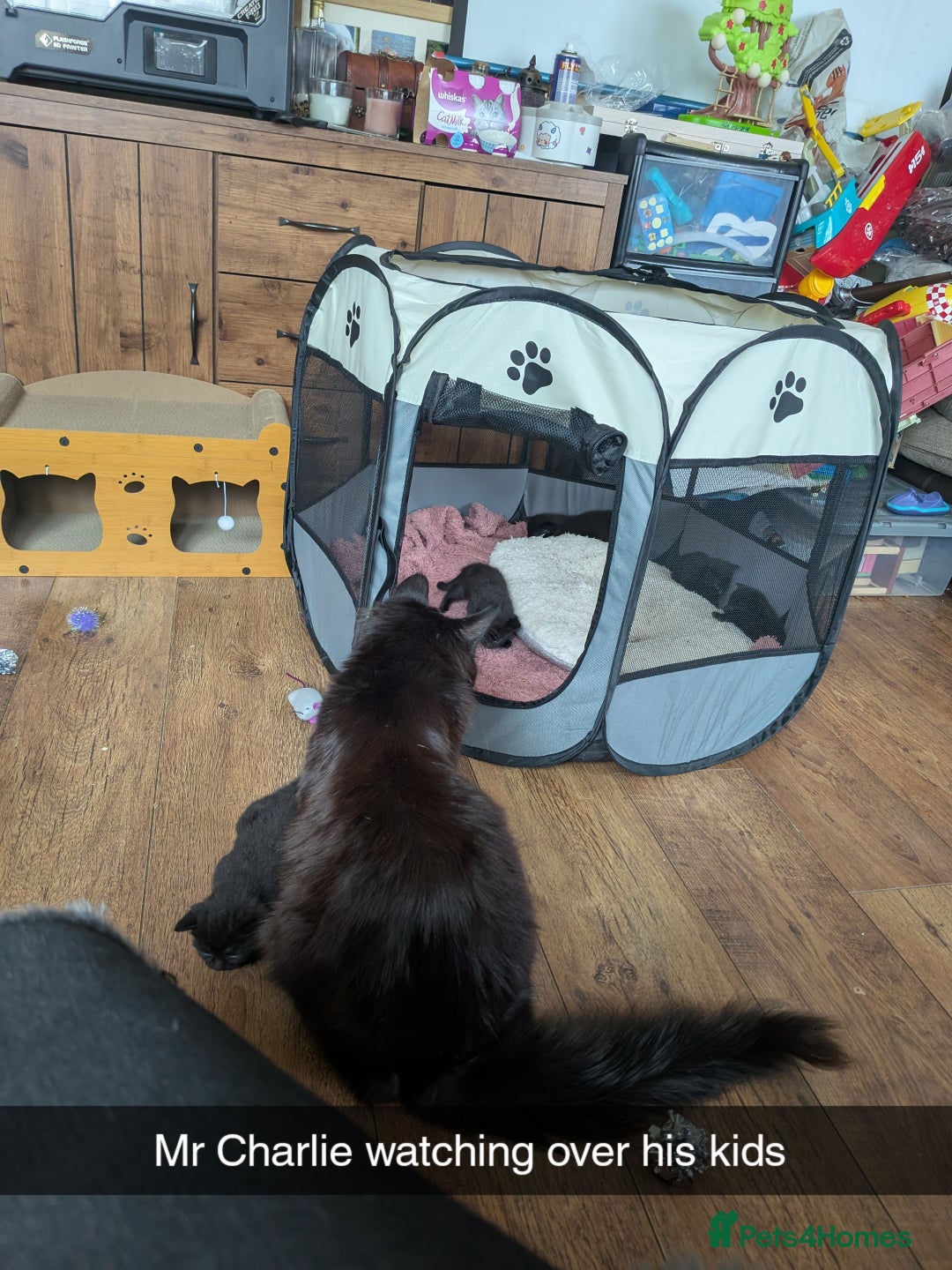 Maine Coon cats for sale: Last 2 beautiful Maine coon x males  - Image 6