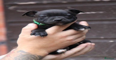 Staffordshire Bull Terrier dogs - Advert 2
