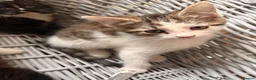 Maine Coon cats for sale: Maine Coon Cross Kittens - Advert 10