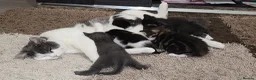 British Longhair cats for sale: Stunning British Kittens - Home Reared & Healthy - Advert 5