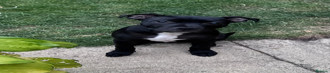 Staffordshire Bull Terrier Puppy 1