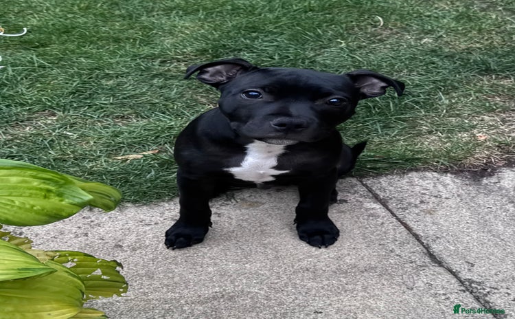 Staffordshire Bull Terrier dogs - Advert 1