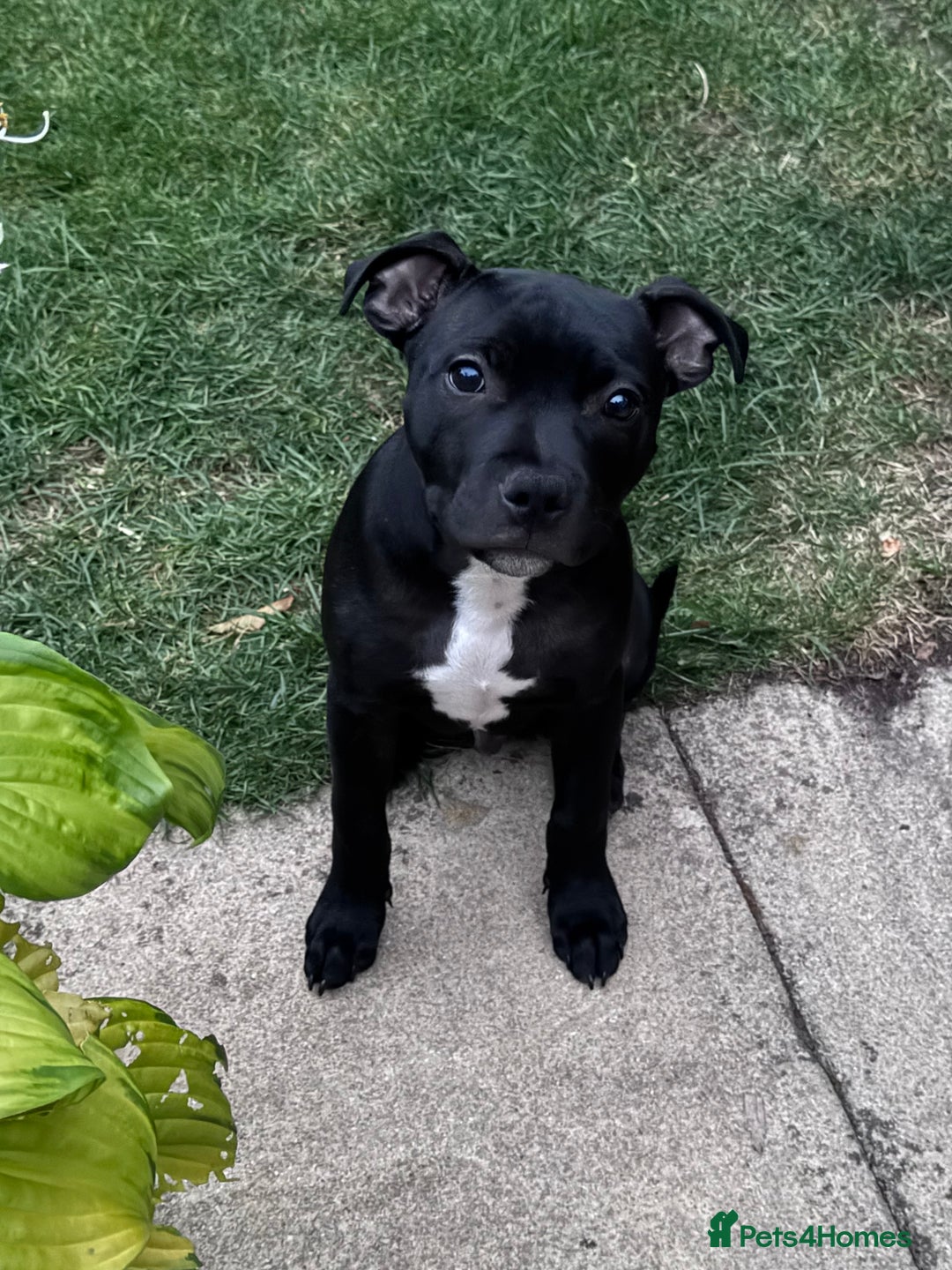Staffordshire Bull Terrier dogs for sale: Staffy Puppy - Image 1