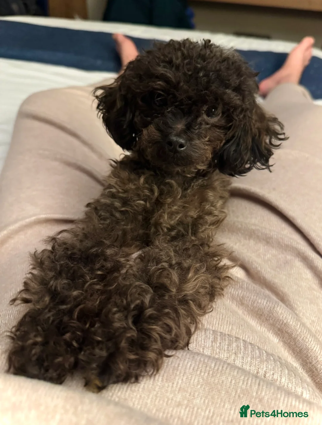 Toy Poodle dogs for sale: 100% Asian Toy Poodles 🐩🐩 - Structure & Colour - Advert 4