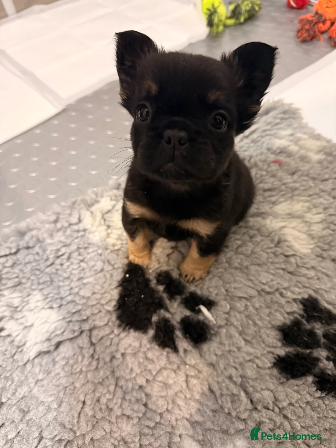 French Bulldog dogs for sale: Reduced 1 Female visual fluffy - Ready now - Advert 17