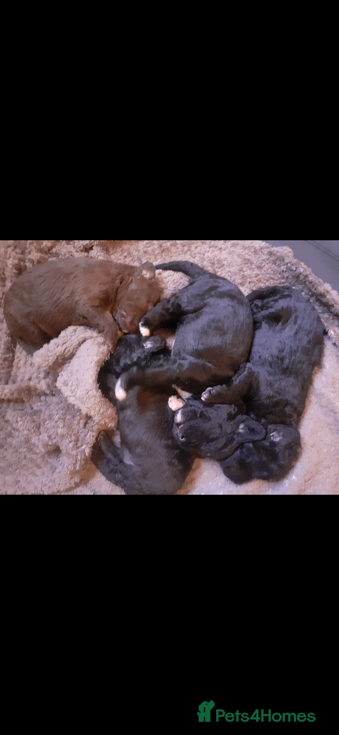 Bedlington Terrier dogs for stud: Blue.  Bedlington terrier for stud  CT Clear   in Chesterfield - Advert 35