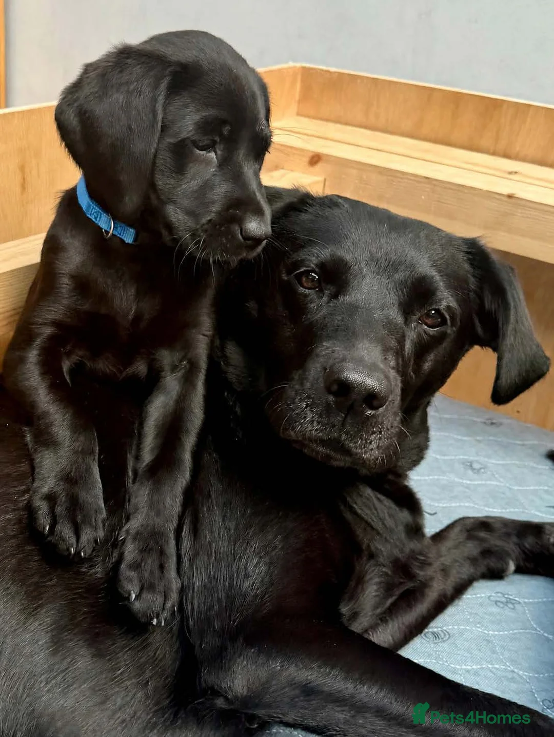Labrador Retriever dogs for sale: Outstanding Labrador Puppies–Exceptional Pedigree - Advert 1