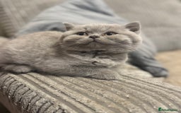 British Shorthair cats for sale: Beautiful British shorthair champion bloodlines - Image 8