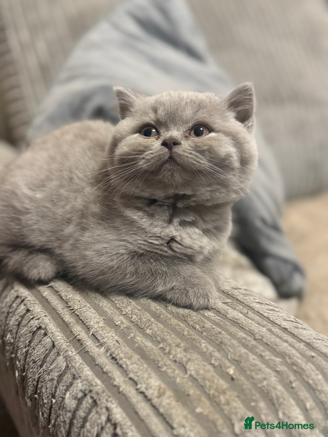British Shorthair cats for sale: Beautiful British shorthair champion bloodlines - Image 8