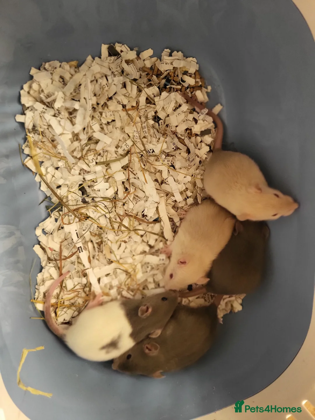Rat rodents for sale: Stunning friendly fancy rats - Advert 4