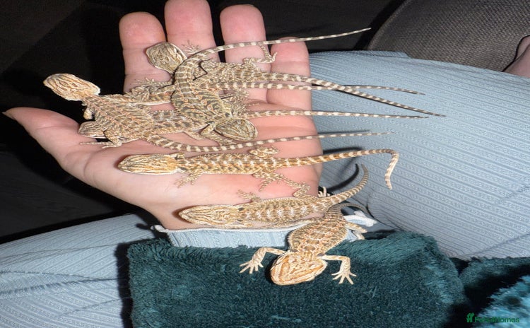 Bearded Dragon reptiles - Advert 3