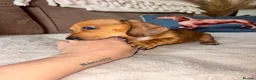 Miniature Dachshund dogs for sale: 🐾 KC-Registered Puppies – 2 Puppies Remaining 🐾 in Luton - Advert 11