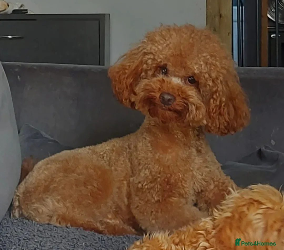 Toy Poodle dogs for sale: Tiny FOX RED Toy Poodle in Accrington - Advert 5