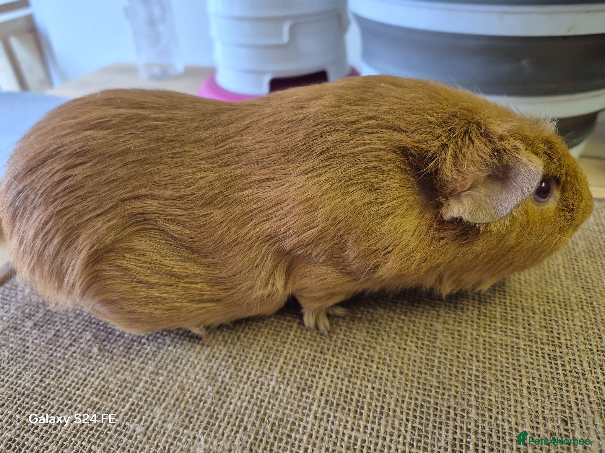 Guinea Pig rodents Guinea pig and a Werewolf for sale - Advert 2