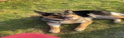 German Shepherd dogs for sale: German shepherd for rehoming in Liverpool - Advert 1