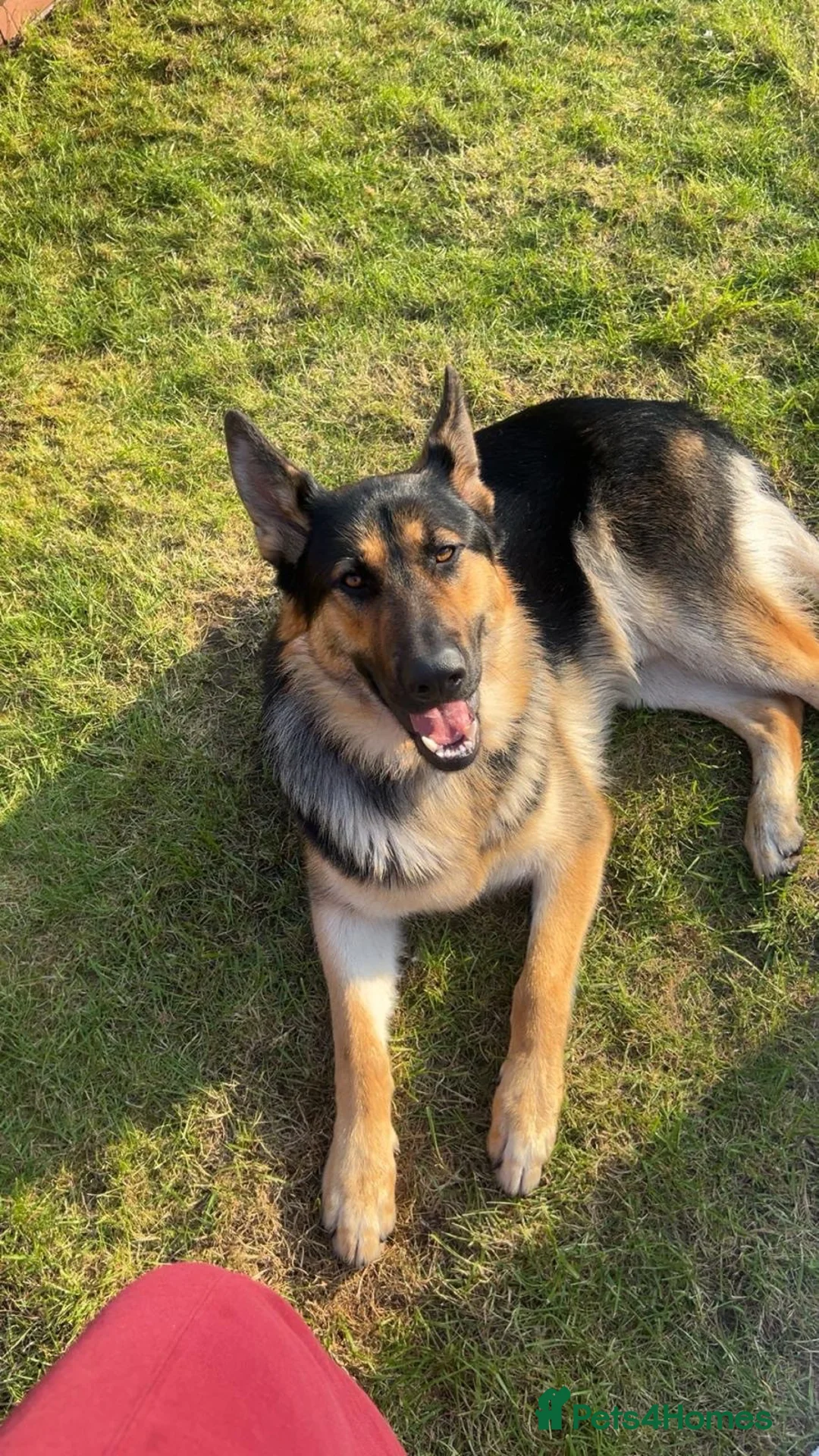 German Shepherd dogs for sale: German shepherd for rehoming in Liverpool - Advert 1
