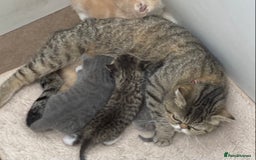 Exotic cats for sale: Exotic cross kittens - Advert 18