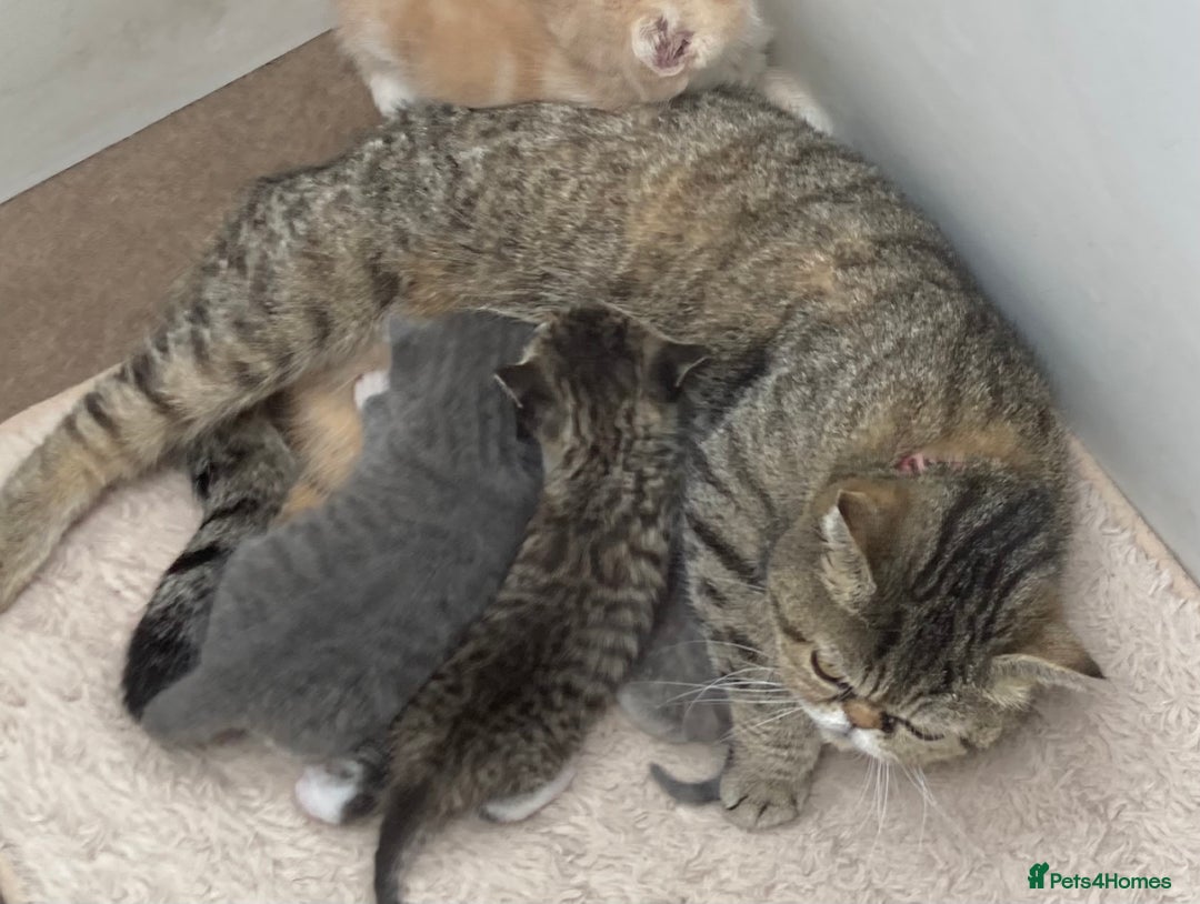 Exotic cats for sale: Exotic cross kittens - Advert 18