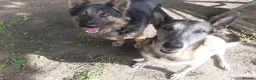 German Shepherd dogs for sale: Looking for the right home for max  in Smethwick - Advert 3