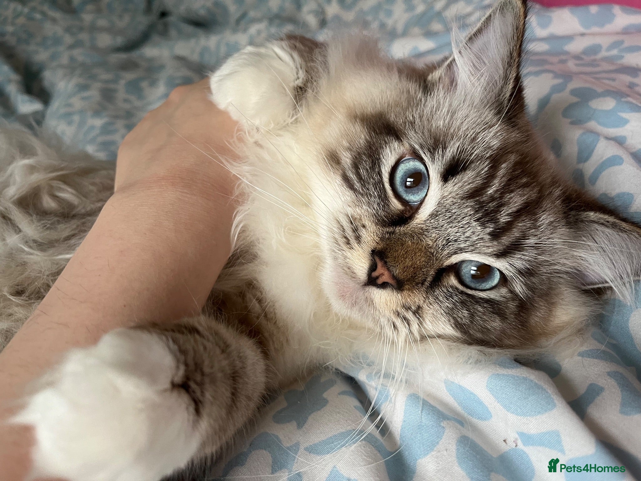 Ragdoll cats Beautiful Ragdoll Boy is looking for new home 🤍 - Advert 2