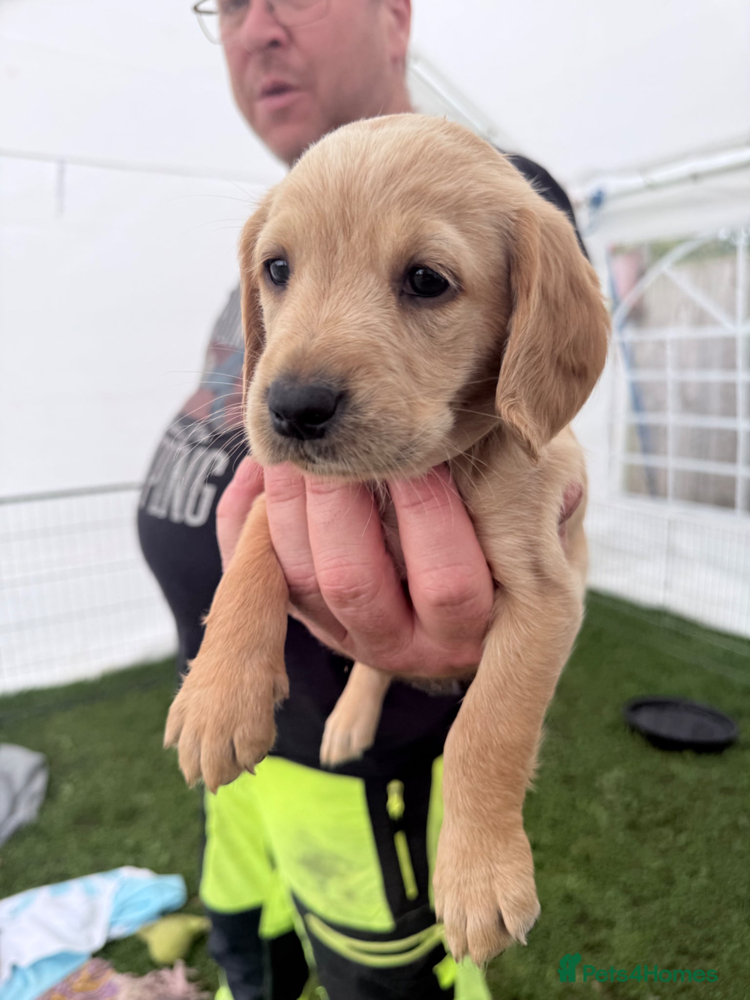 Cockerdor dogs Stunning Cockerdors for sale  - Advert 1