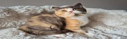 British Shorthair cats for sale: Champion Lines British Shorthair Kittens  - Advert 7