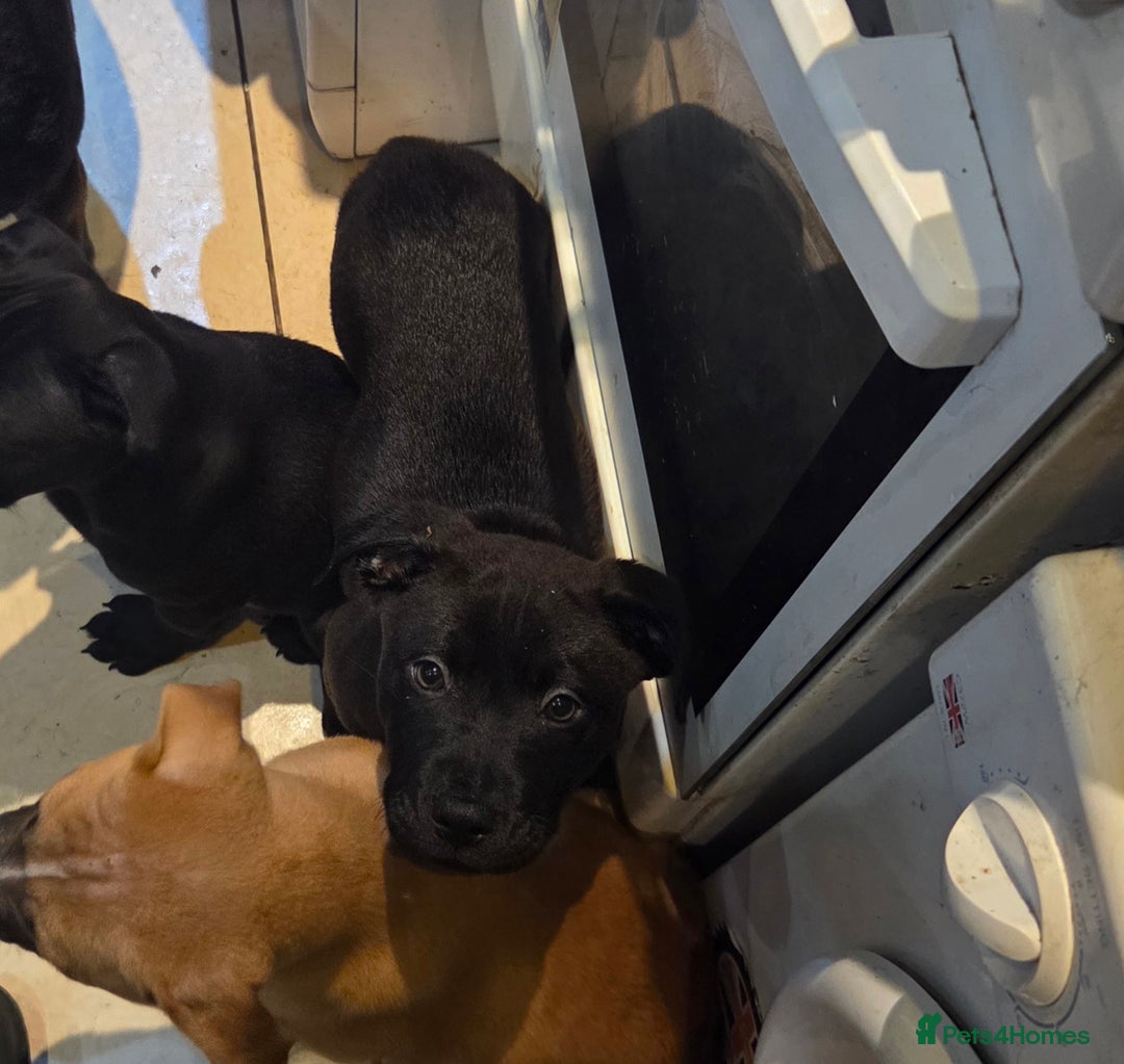 Mixed Breed dogs for sale: Chaffie Pups - Advert 4