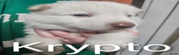 Shepsky dogs for sale: 6 Beautiful Shepsky puppies in Derby - Advert 4