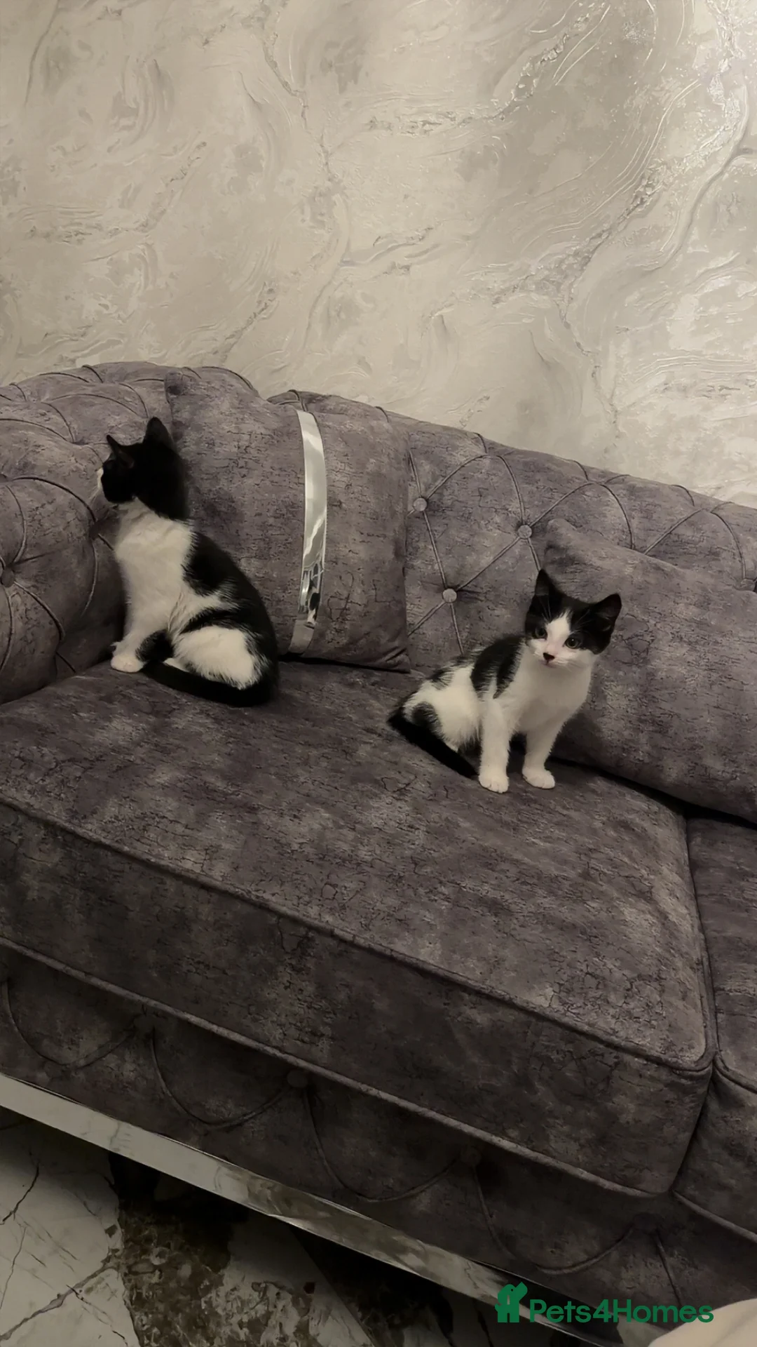 British Shorthair cats for sale: 2 lovely black and white shorthairs - Advert 29