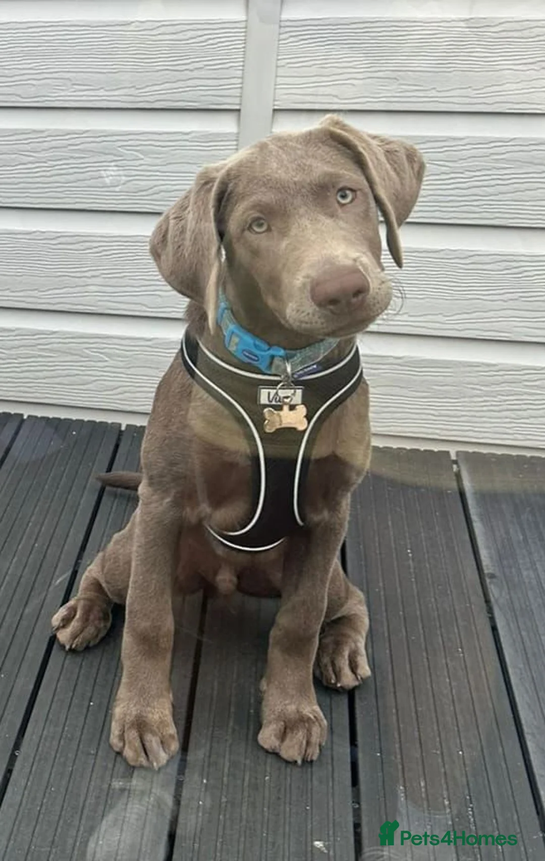 Labrador Retriever dogs for stud: KC REGISTERED LABRADOR STUD  - Advert 8