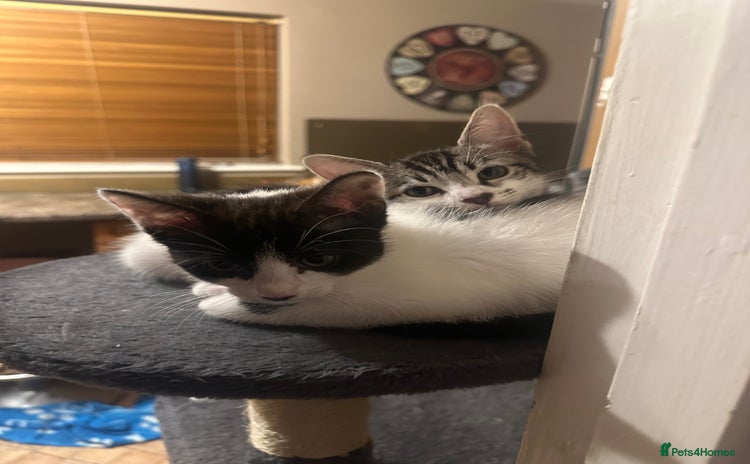 Mixed Breed cats - Advert 11