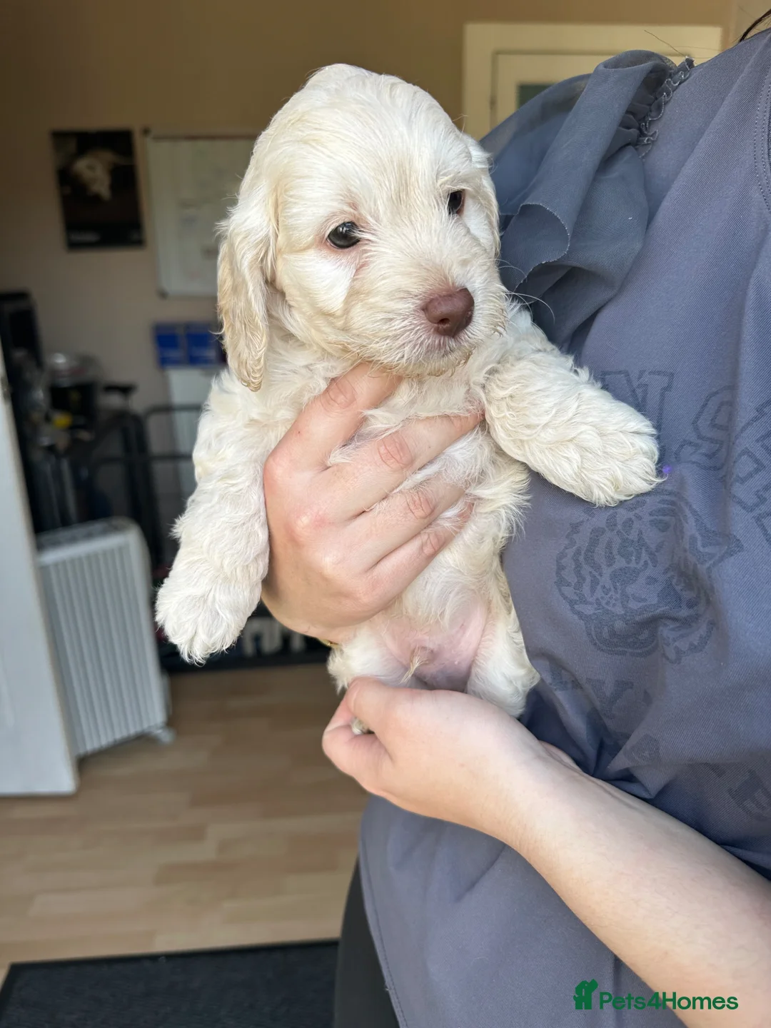 Cockapoo dogs for sale: Ready to go now f2 cockapoo  - Advert 1