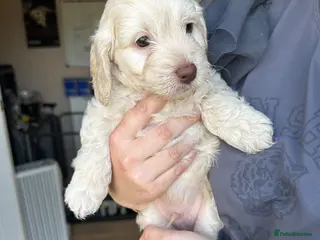 Cockapoo dogs Ready to go now f2 cockapoo - Advert 12