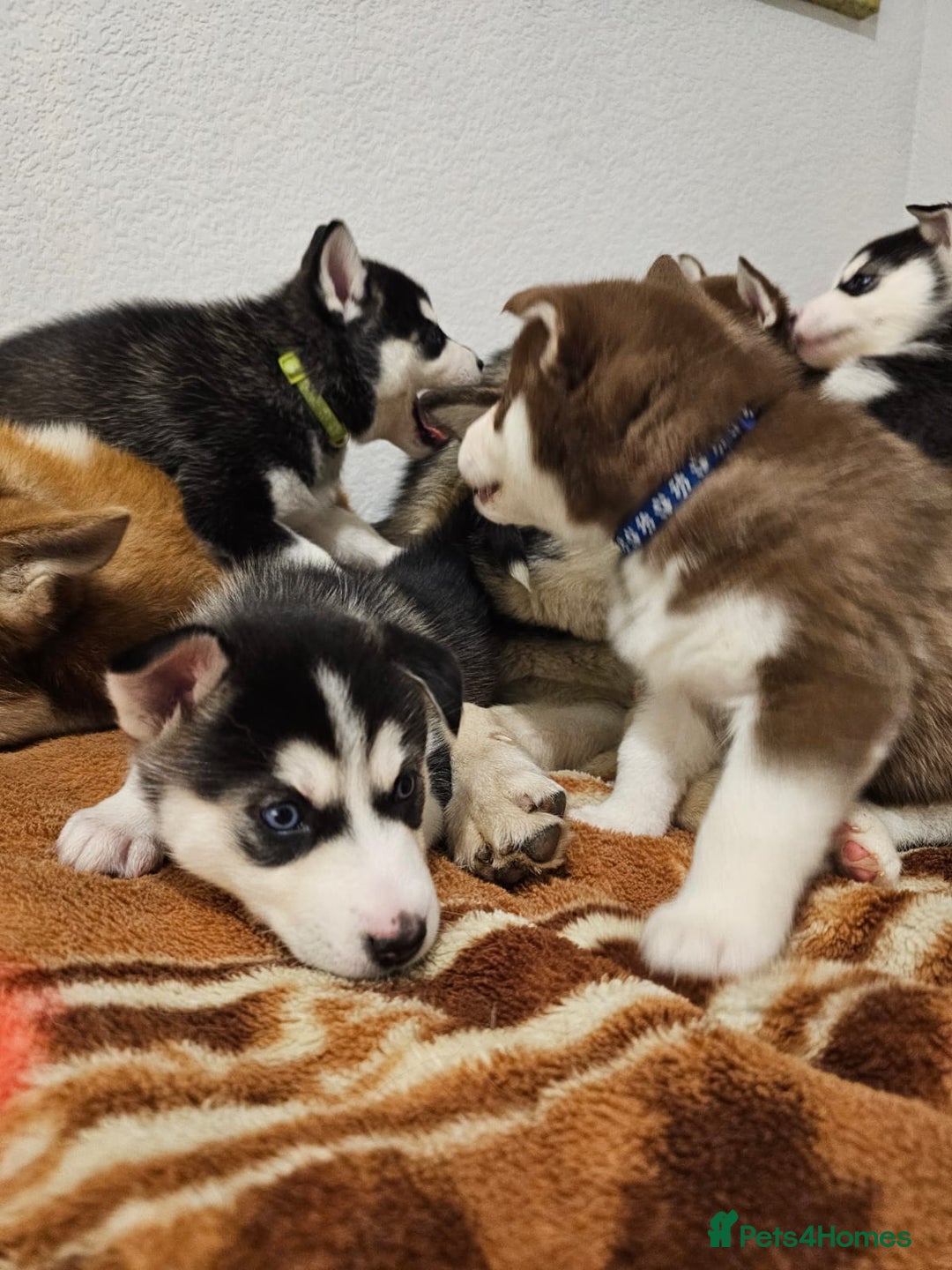 Siberian Husky dogs for sale: Stunning Husky puppies  - Advert 7