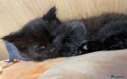 Mixed Breed cats for sale: Ragdoll cross beautiful friendly kittens - Image 6