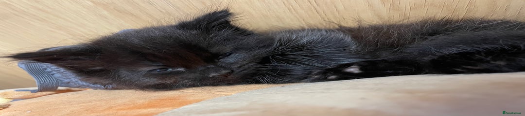 Mixed Breed Kitten 4