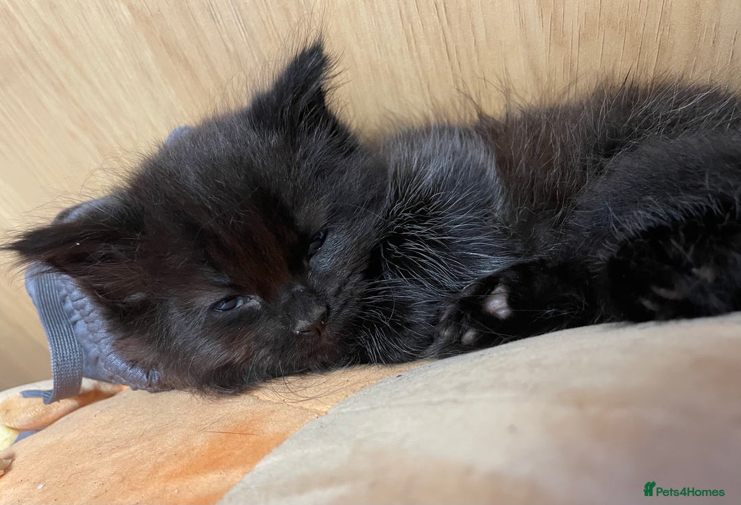 Mixed Breed cats for sale: Ragdoll cross beautiful friendly kittens - Image 6