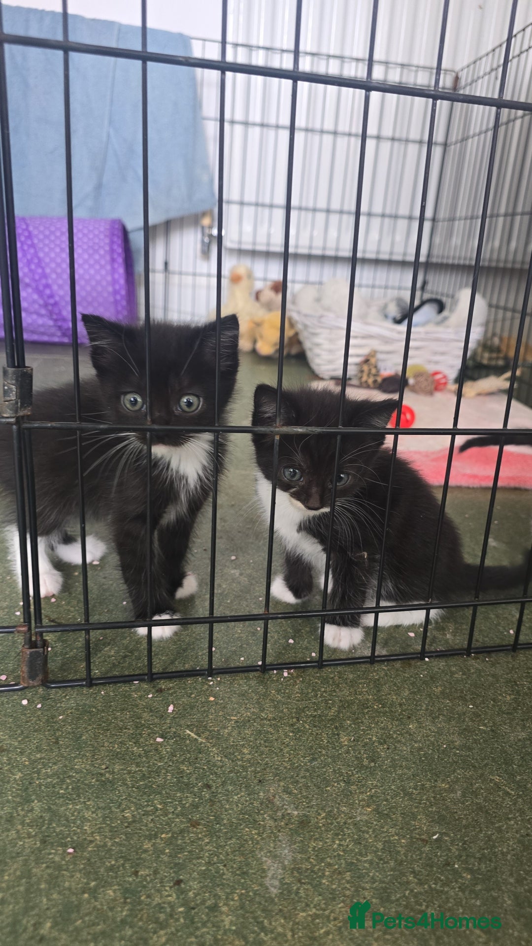 Mixed Breed cats for sale: Stunning,  fluffy black & white kittens - Image 3