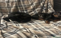 Miniature Dachshund dogs for sale: Miniature dachshunds for sale - ready to go now  - Image 8